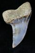 Mako Shark Tooth Fossil - Sharktooth Hill, CA #12552-1